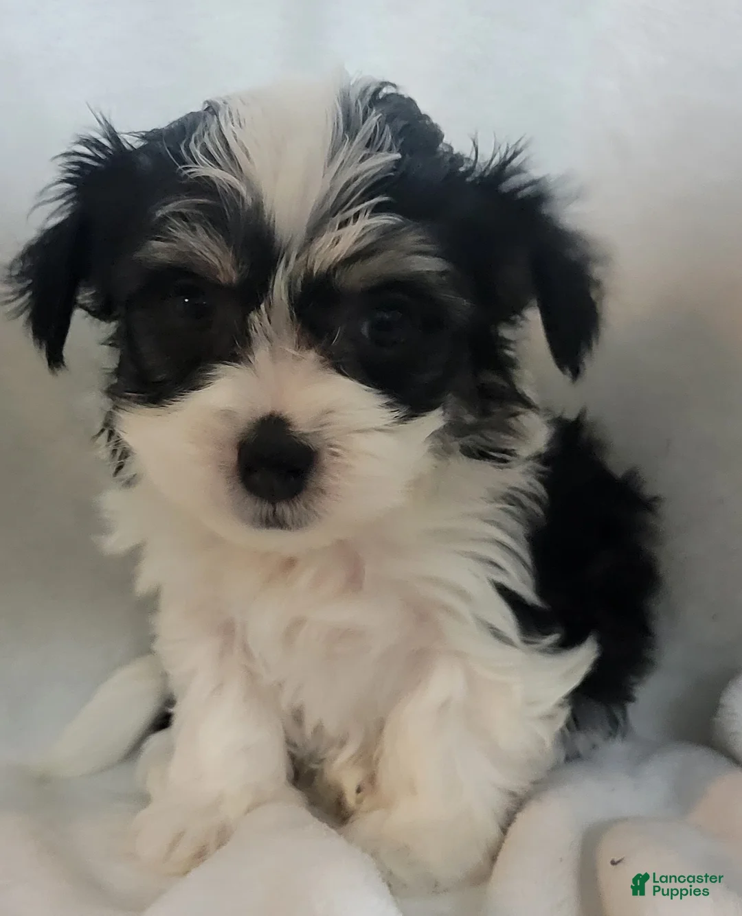 Mixed Breed dogs for sale:  5 cassie - Ad 4