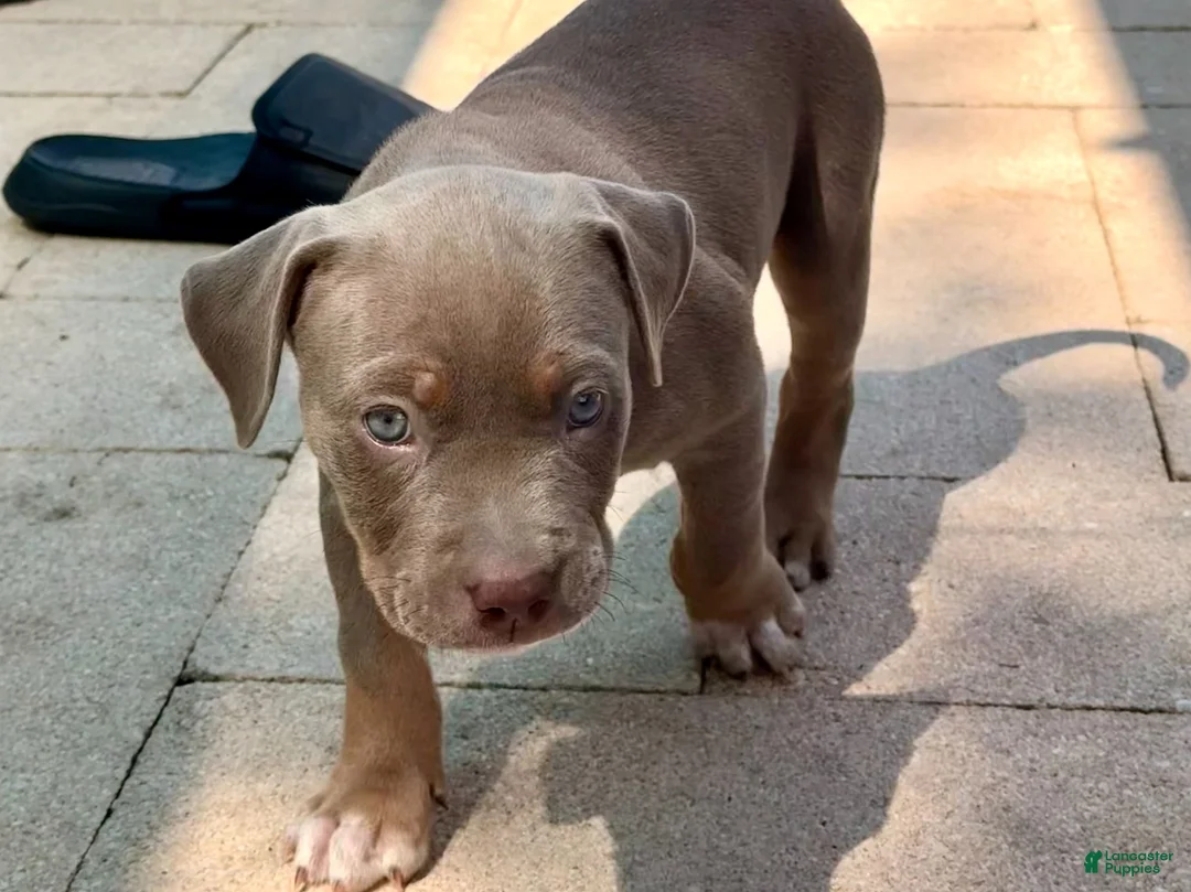 American Bully dogs for sale: Marina - Ad 2