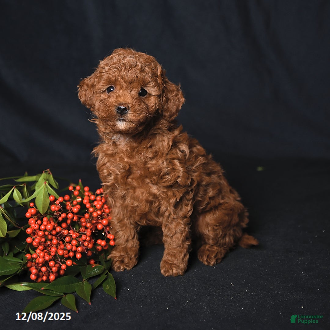 Toy Poodle dogs for sale: Ginger - Ad 3
