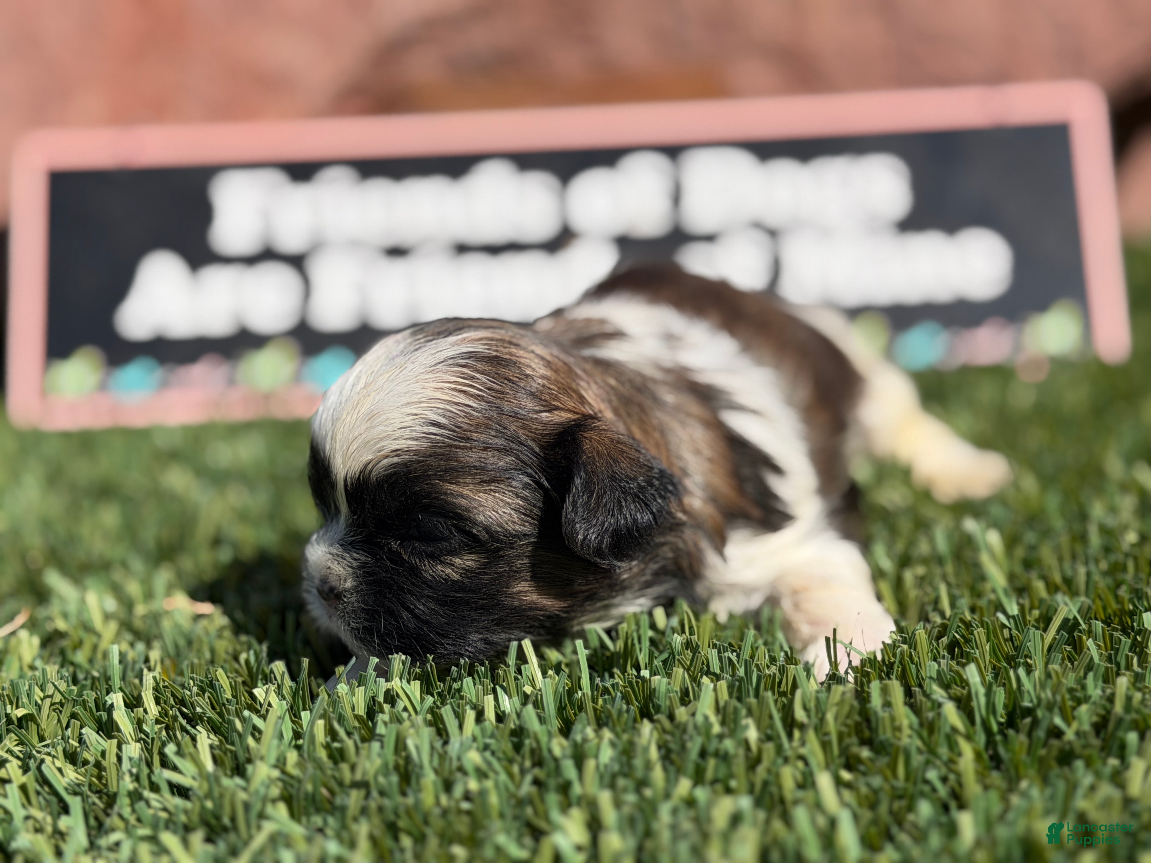 Shih Tzu dogs Toby - Ad 19