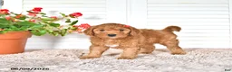 Mini Goldendoodle dogs for sale: Sherry - Ad 1