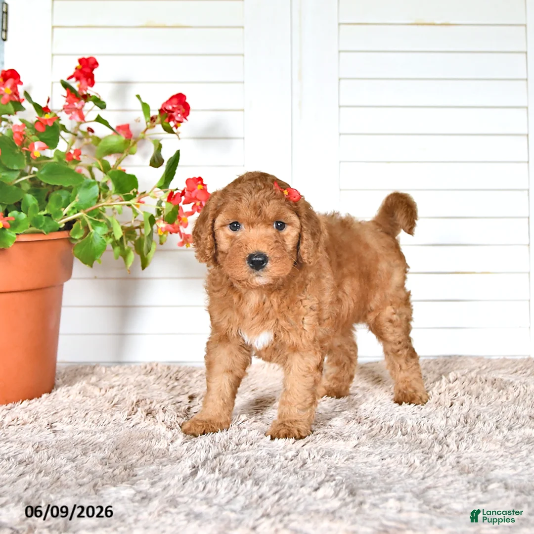Mini Goldendoodle dogs for sale: Sherry - Ad 1
