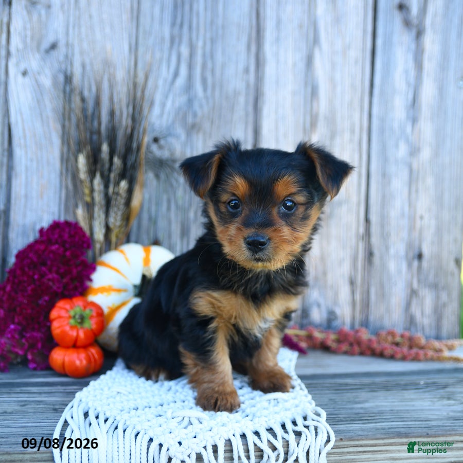 Yorkshire Terrier dogs Sylvia - Ad 2