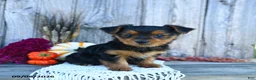 Yorkshire Terrier dogs for sale: Sylvia - Ad 2