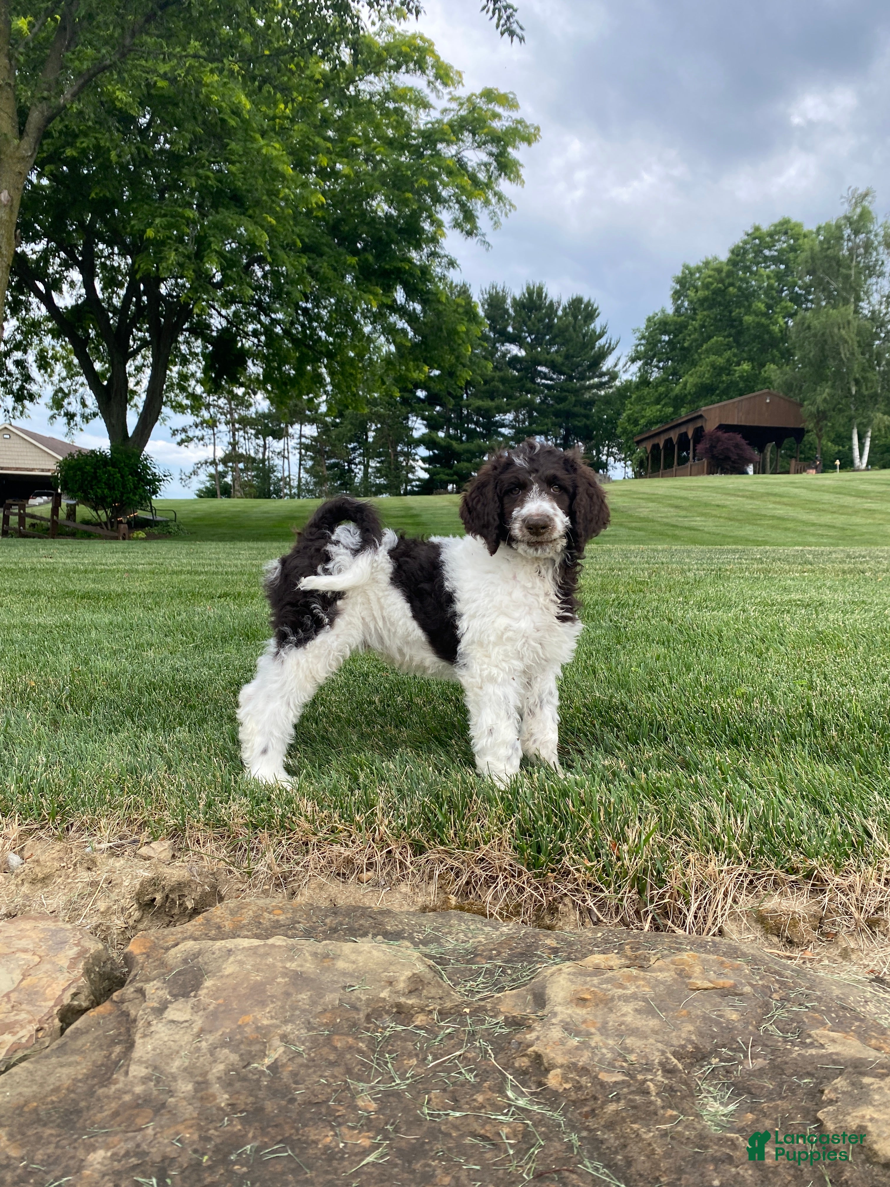 Labradoodle dogs F1bb Leo - Ad 2