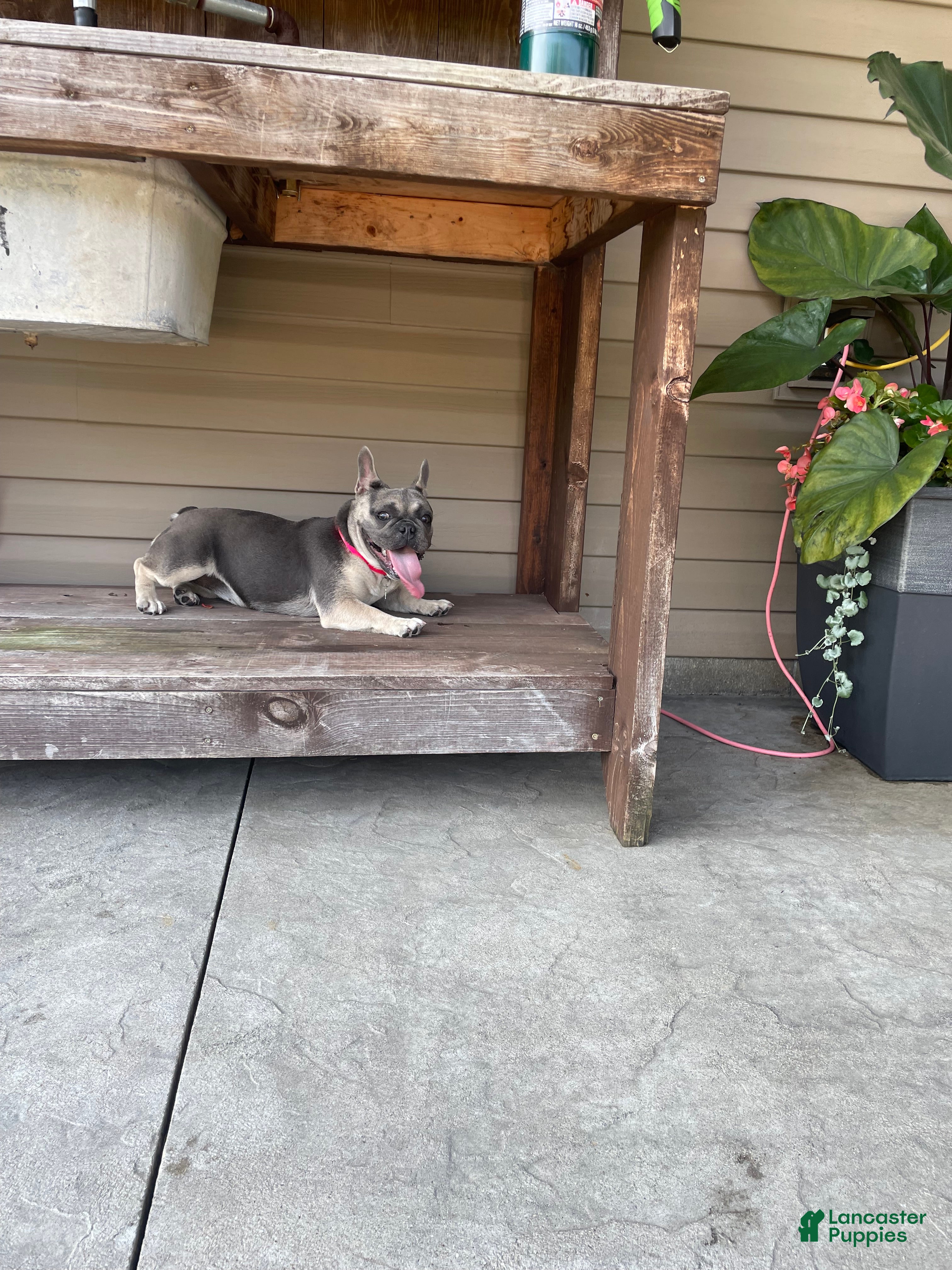 French Bulldog dogs for sale: Nova - Ad 2
