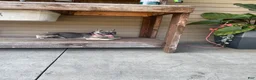 French Bulldog dogs for sale: Nova - Ad 1