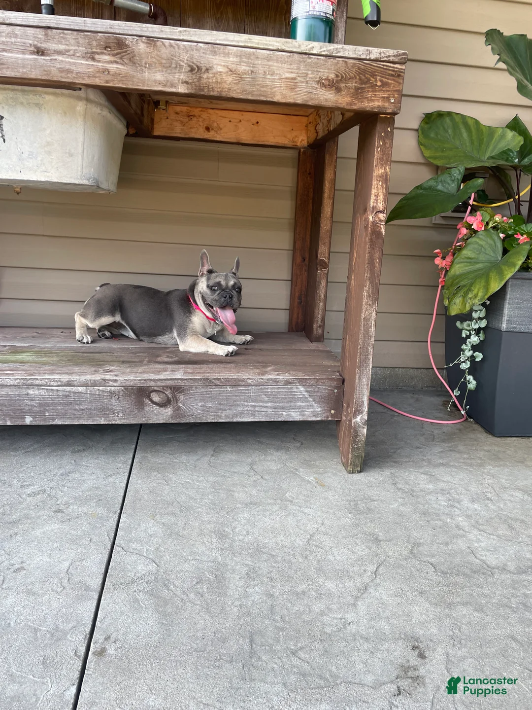 French Bulldog dogs for sale: Nova - Ad 1