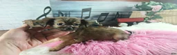 Chihuahua dogs for sale: Micro teacup chihuahua long hair. Hand Delivery  - Ad 3