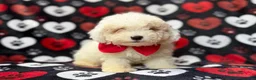 Bichpoo dogs for sale: Hex - Ad 4