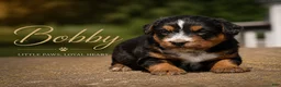 Mixed Breed dogs for sale: Bobby - Ad 1