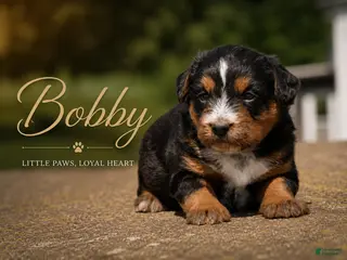 Mixed Breed dogs Bobby - Ad 4