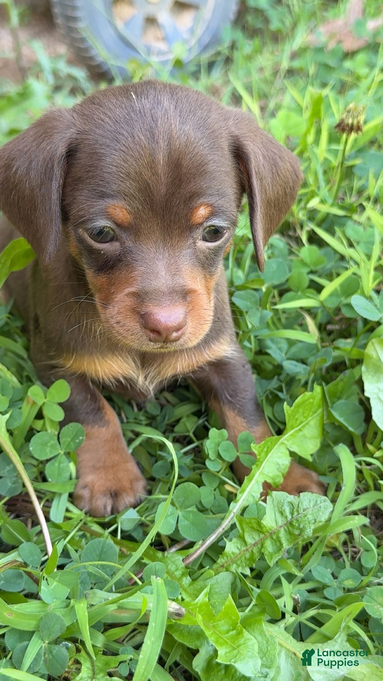 Mixed Breed dogs Mixed Breed 2 - Ad 17