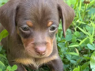 Mixed Breed dogs Mixed Breed 2 - Ad 17