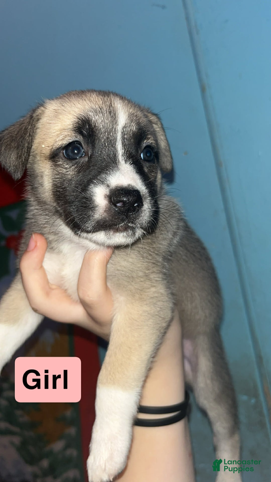Mixed Breed dogs for sale: Nova  - Ad 1