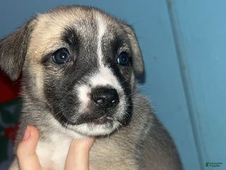 Mixed Breed dogs Nova - Ad 14