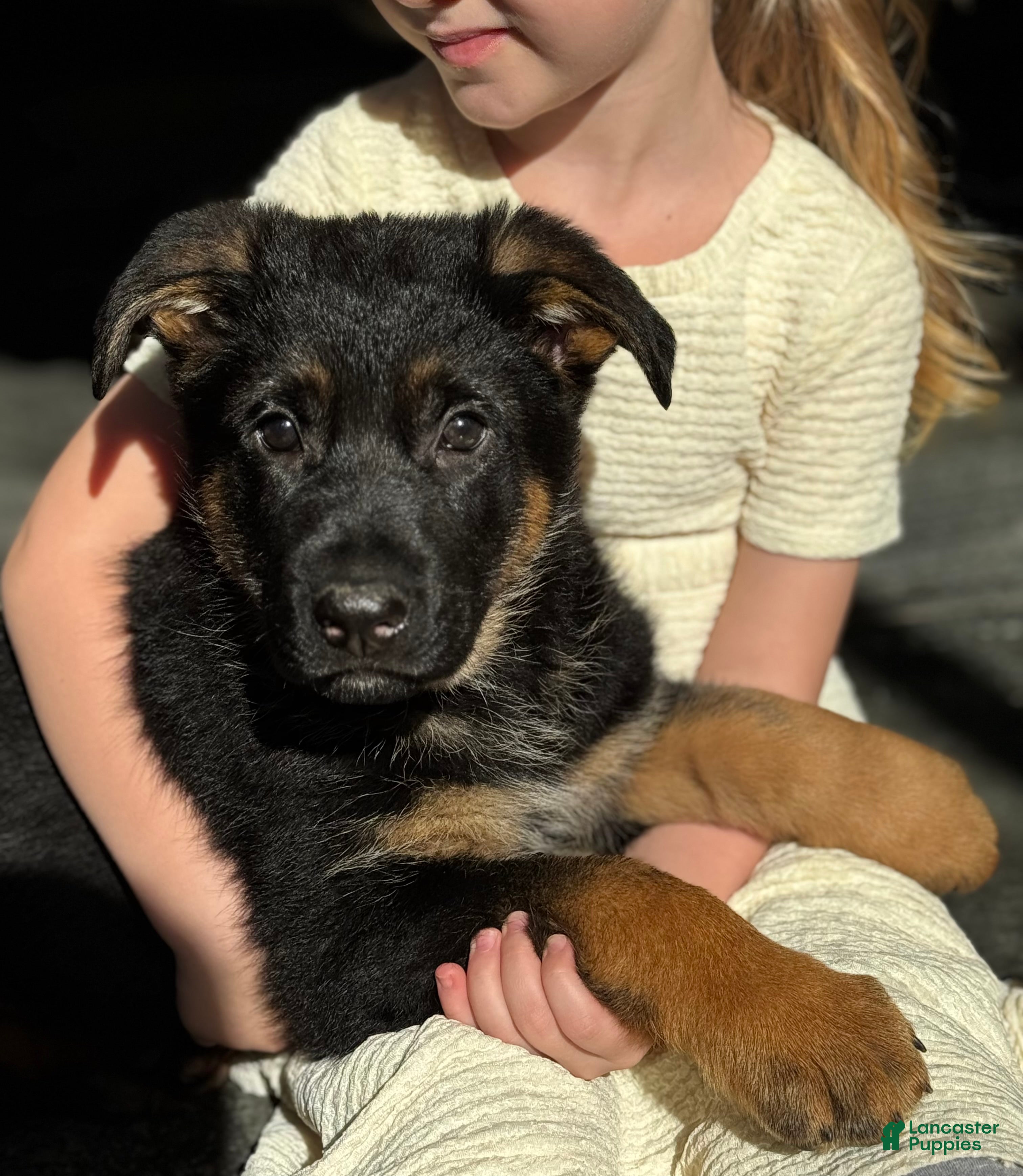 German Shepherd dogs Diego - Ad 25