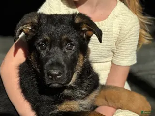 German Shepherd dogs Diego - Ad 25