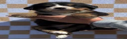 Bernese Mountain Dog dogs for sale: Wildflower - Ad 4