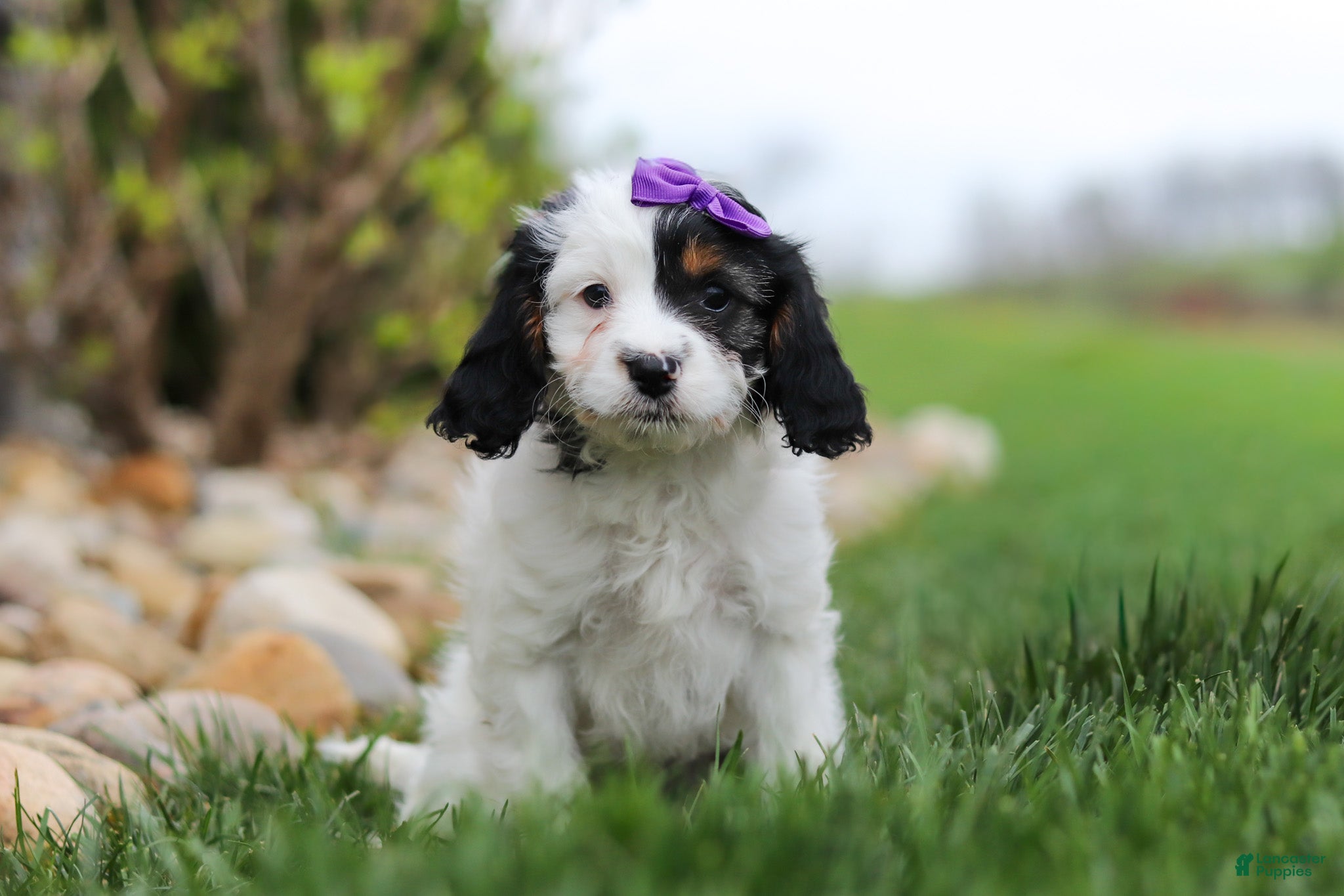 Cavapoo dogs Macy - Ad 1