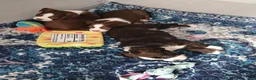 Mixed Breed dogs for sale: Mixed Breed 2 - Ad 20
