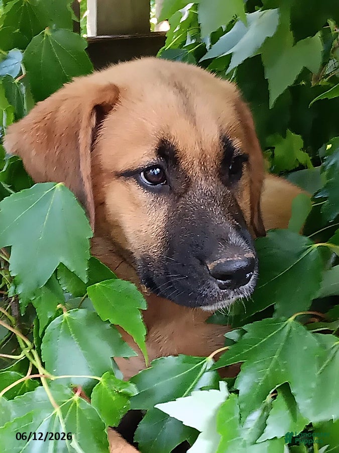 Mixed Breed dogs Ellie - Ad 2