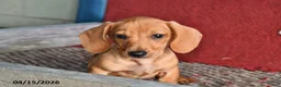 Miniature Dachshund dogs for sale: Frisky - Ad 3