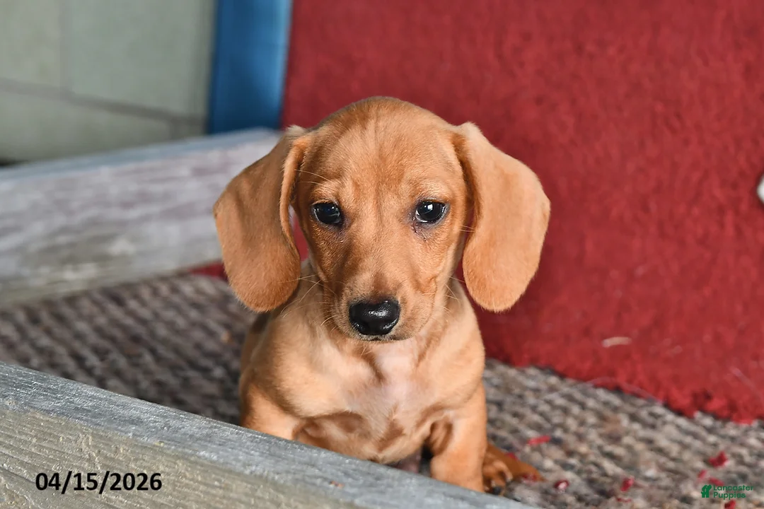 Miniature Dachshund dogs for sale: Frisky - Ad 3