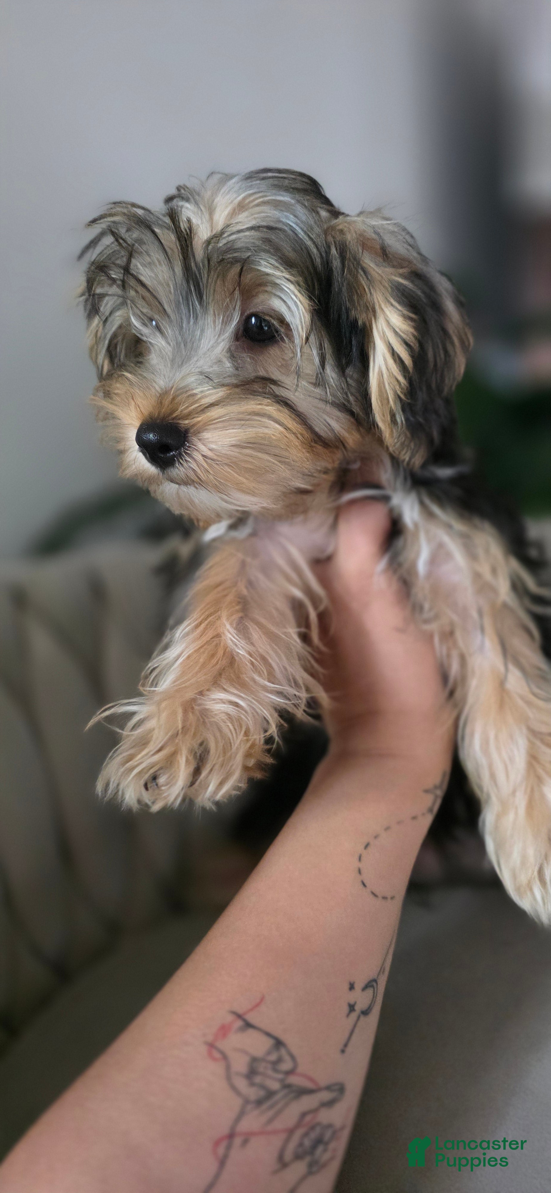 Yorkshire Terrier dogs Pauly - Ad 2
