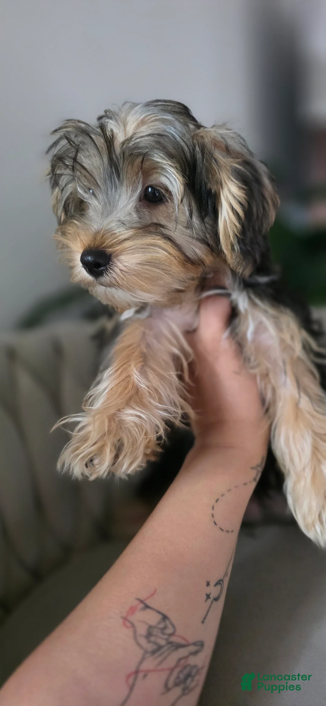 Yorkshire Terrier dogs for sale: Pauly - Ad 2