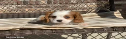 Cavalier King Charles Spaniel dogs for sale: Teddy - Ad 9
