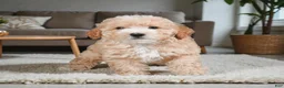 Maltipoo dogs for sale: Bently - Ad 8