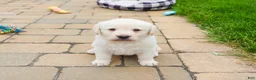 Labrador Retriever dogs for sale: Bucky  - Ad 3
