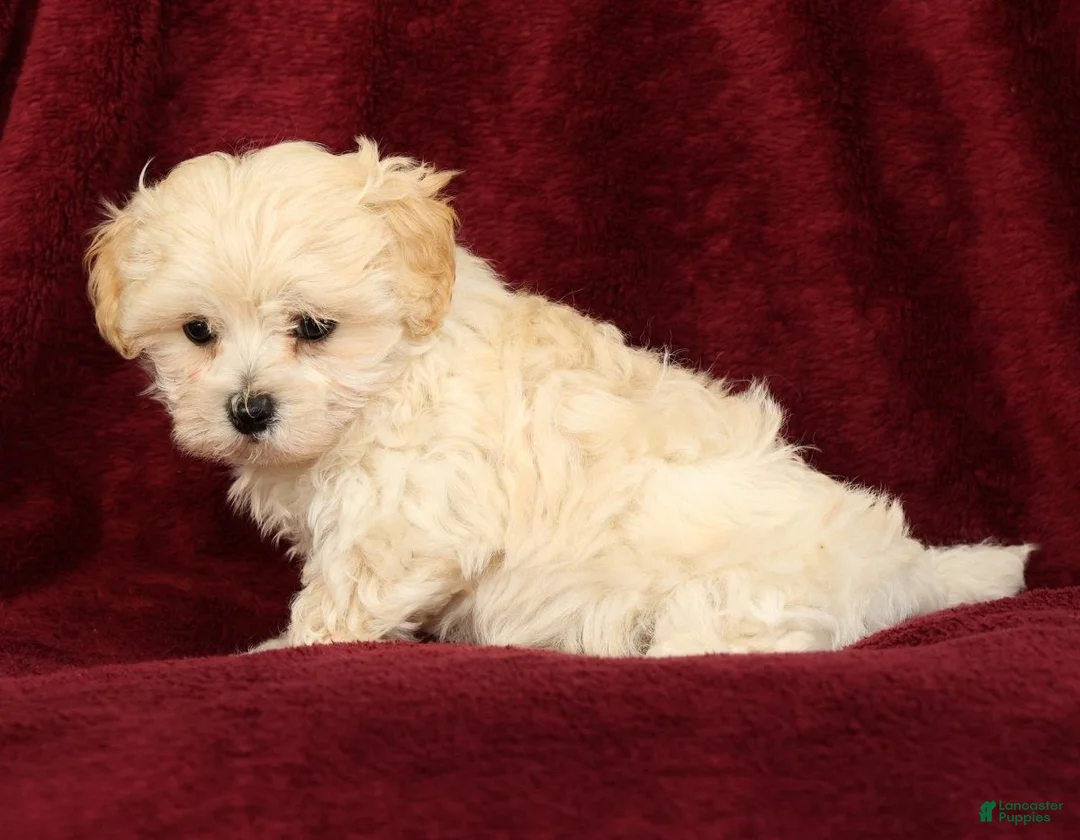 Maltipoo dogs for sale: Mia - Ad 2