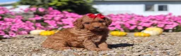Mini Goldendoodle dogs for sale: Poppy - Ad 4