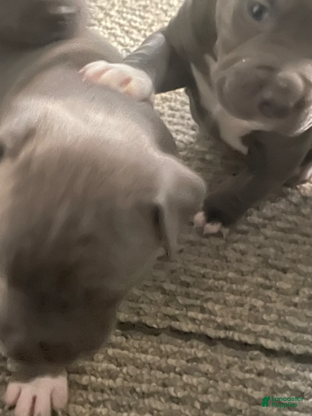 American Bully dogs for sale: American Bully Puppy 5 - Ad 1