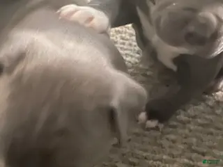 American Bully dogs American Bully Puppy 5 - Ad 42