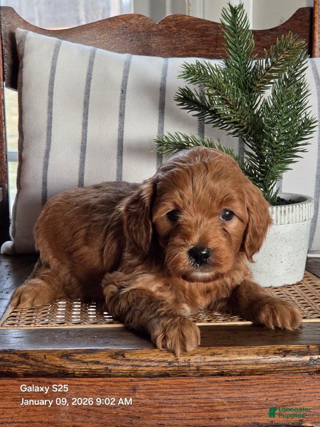 Mini Goldendoodle dogs for sale: Furry  - Ad 2