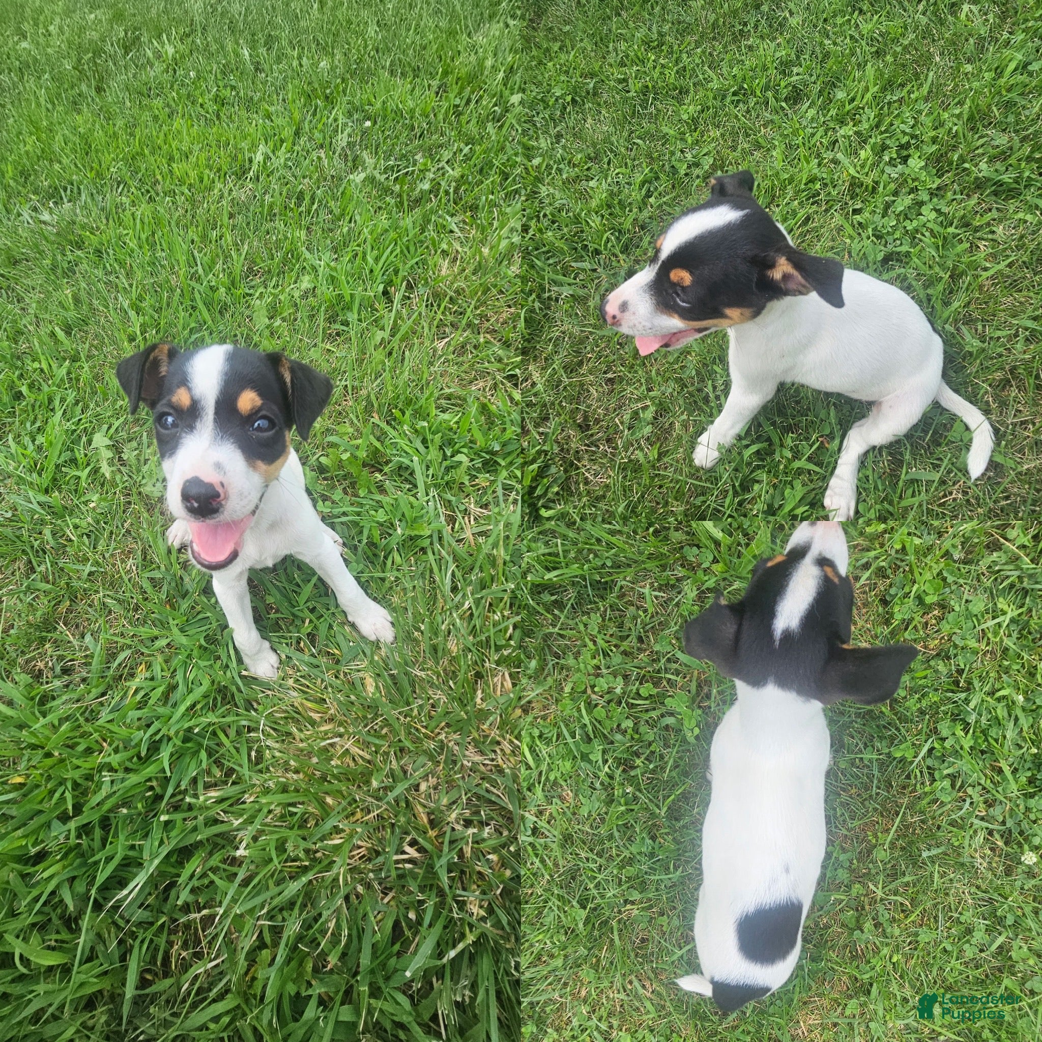 Jack Russell Terrier dogs Jack Russell Terrier 5 - Ad 34