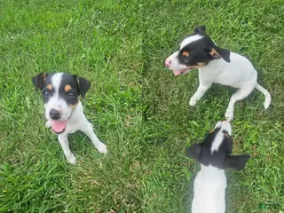 Jack Russell Terrier dogs Jack Russell Terrier 5 - Ad 34