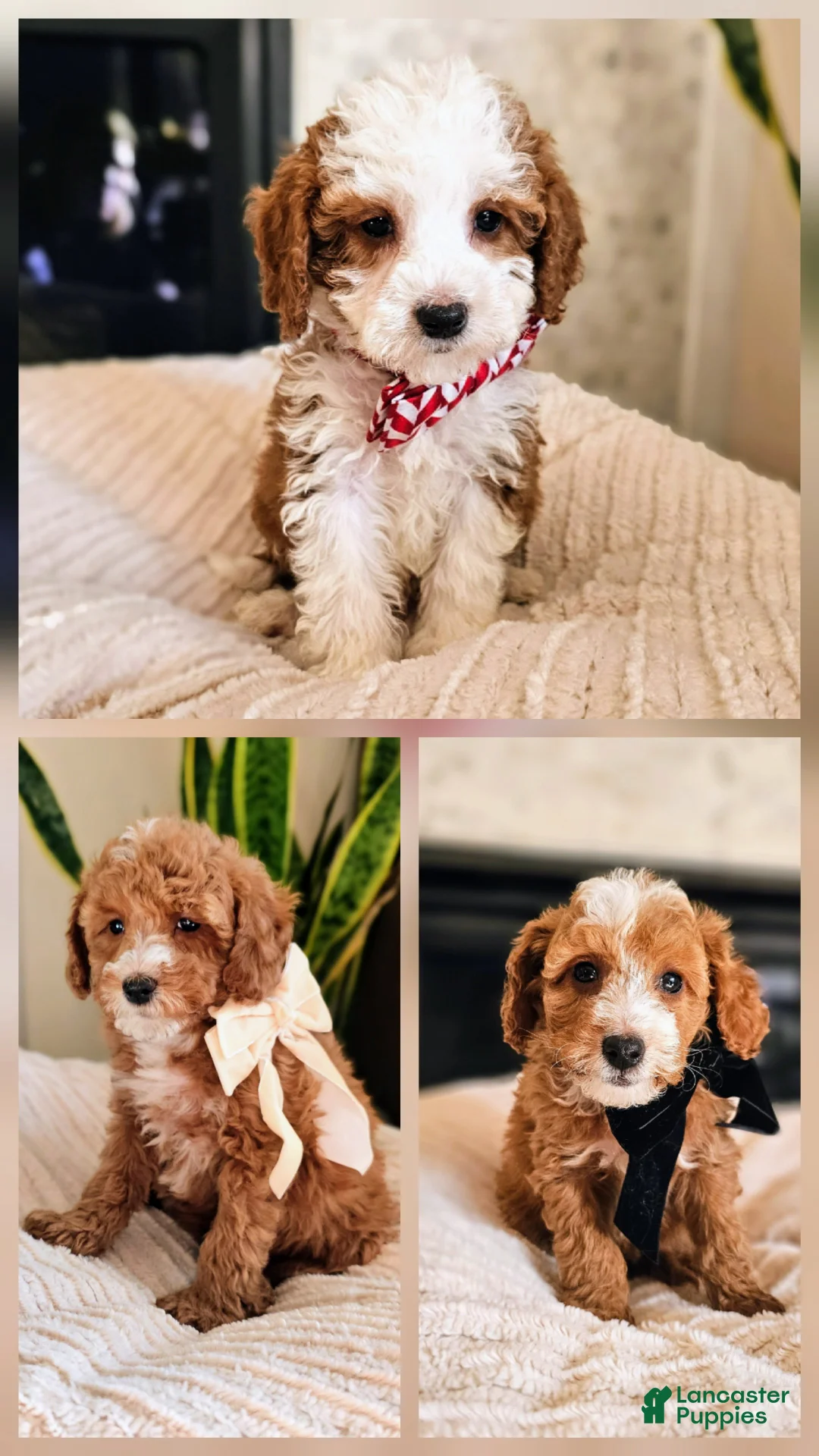 Mini Goldendoodle dogs for sale: Atlas - Male Petite Mini Goldendoodle - Ad 3