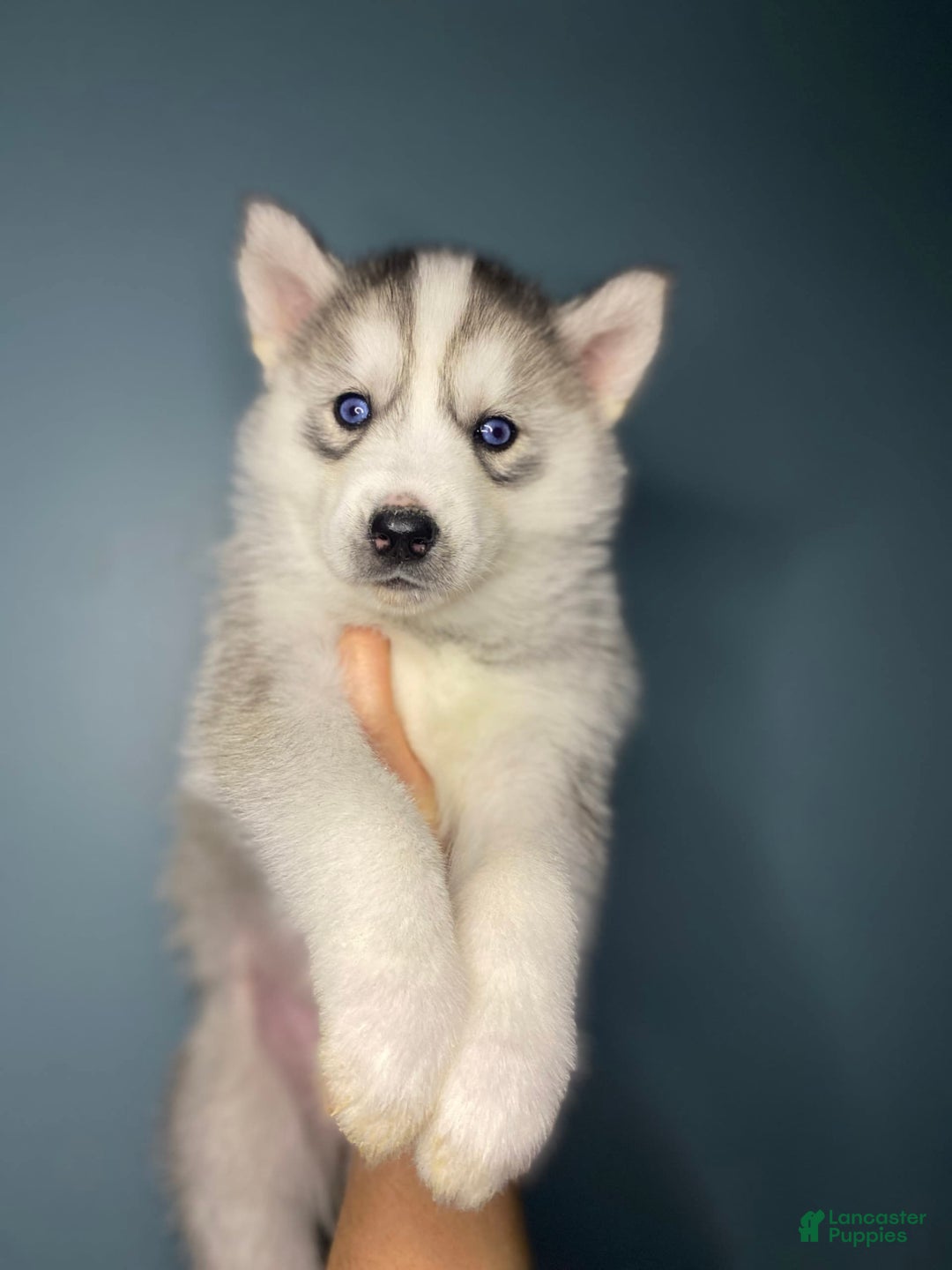 Gallery Image {{count}}