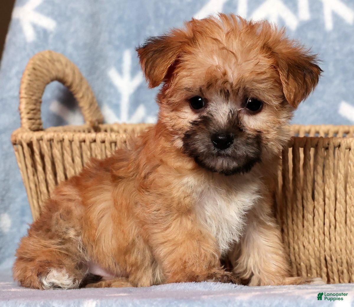 Yochon dogs Ginger - Ad 10