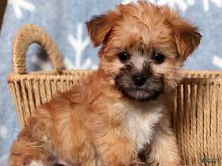 Yochon dogs Ginger - Ad 33