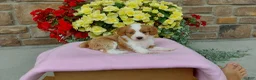 Aussiedoodle dogs for sale: Aussiedoodle 3 - Ad 3