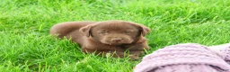 Labrador Retriever dogs for sale: Zoey  - Ad 3