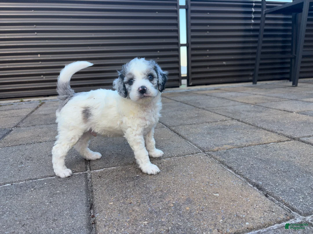 Mini Goldendoodle dogs for sale: BENTLEY  - Ad 2