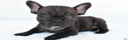 French Bulldog dogs for sale: Benji - Ad 1