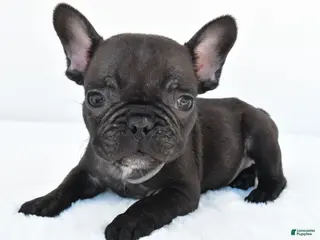 French Bulldog dogs for sale: Benji - Ad 3