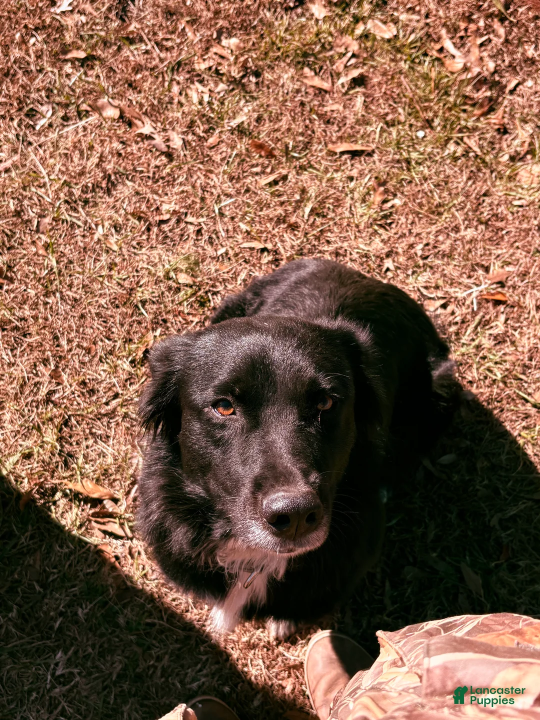 Australian Shepherd dogs for sale: Australian Shepherd Puppy 8 - Ad 4